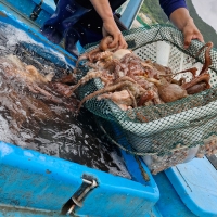[신한카드 할인] 탄탄한 육질 통영 돌문어(푸)