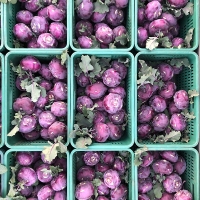 [주말특가] 제주도 프리미엄 콜라비(푸)