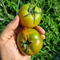 [산지직송] 부산_대저짭잘이 토마토 2.5kg [소/중/대]