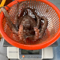 [보름데이] 탄탄한 육질 통영 돌문어(푸)