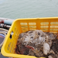 [당일조업] 자연산 활 쭈꾸미 1kg(6~14미)