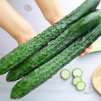 [오커최고] 가시오이 청량 아삭 오이 1kg 2kg