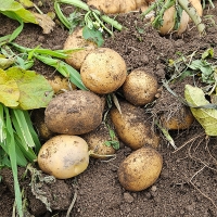 [신한카드 할인] 부드럽고 달달한 맛 두백감자(푸)