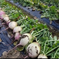 [김장최고] 수박무 아삭 은은 과일 무 무우 무시