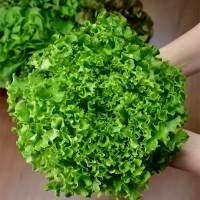 [1만원균일가][무농약/수경재배] 당일수확 유러피안 샐러드 야채모듬 [1kg/4-6종]