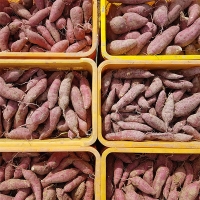 [주말특가] 해남 명품 호박고구마(푸)