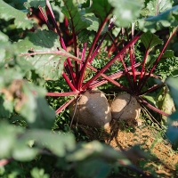 [신한카드 할인] 땅속의 붉은 보석  제주 레드 비트