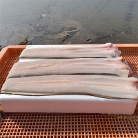 [力] 청정해역 통영의 자연산 손질 바다장어(푸)