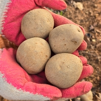 [신한카드 할인] 흙속의보석 수미 감자