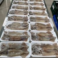[오커최고] 손질 통오징어 2미 220g