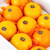 [농협공판장] 정성드린 제주 황금향 3kgx2박스(박스당11-15과)