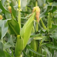 [신한카드 할인] 냉동 강원도 초당옥수수(푸)