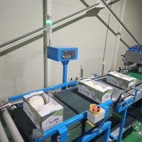 부드러운 과육  백자메론(푸)