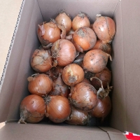 방앗간아이 늘푸른 국내산 햇양파 산지직송 무료배송 / 1kg 2kg 3kg 5kg 10kg