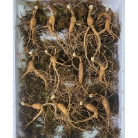 이석철농가 11년근이상 산양 산삼 5뿌리