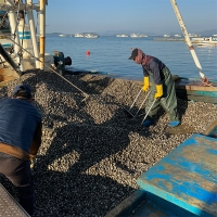 남해 산지직송  새꼬막(푸)