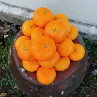 [오커마니] 제주 천혜향 천리가는 천혜향 2kg 3kg 5kg 일반용