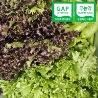 [자연속애] GAP 무농약 유러피안 샐러드 800g/1kg (3~6종/랜덤) 당일수확출고