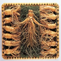 [名品] 금산인삼 선물용 포장수삼세트(600g)(14~19뿌리)