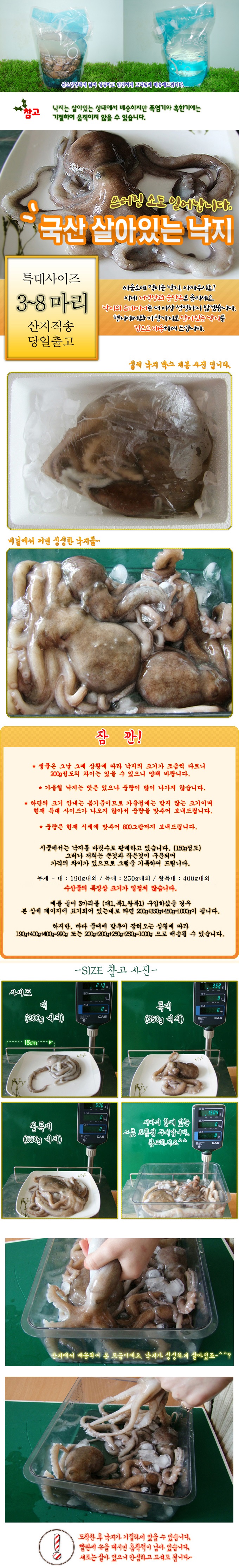 충남태안 기절낙지 8마리(대2마리,특대4마리,왕특대2마리)