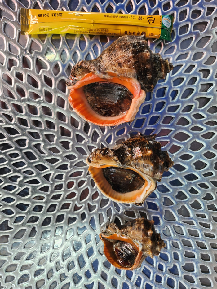 홍지수산 참소라  달달한 인생소라1kg 