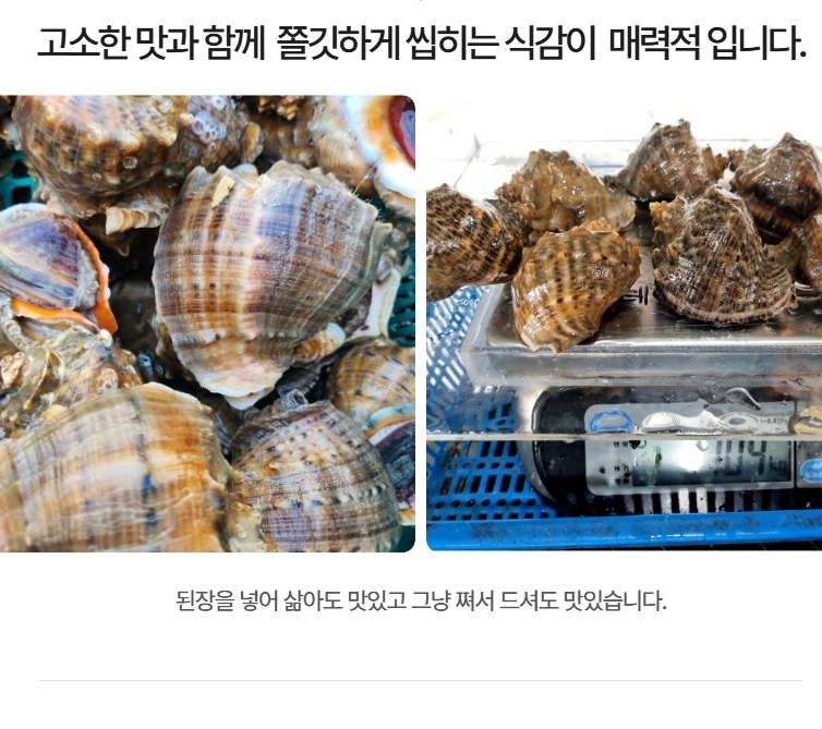 홍지수산 참소라  달달한 인생소라1kg 