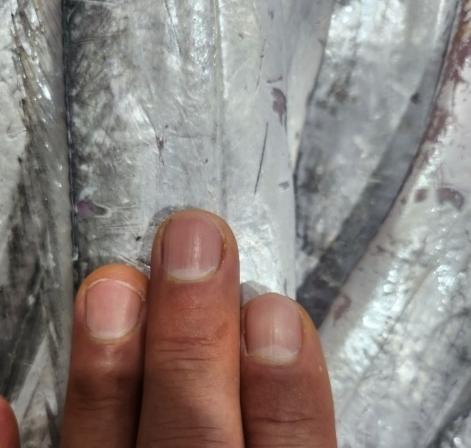 홍지수산 갈치3마리 6-8토막 국내산 먹갈치