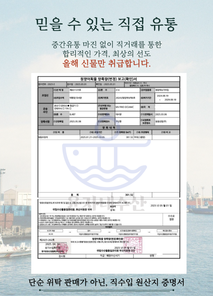 완벽손질 두툼 신선 갑오징어 개별진공 3미 800g(내외)